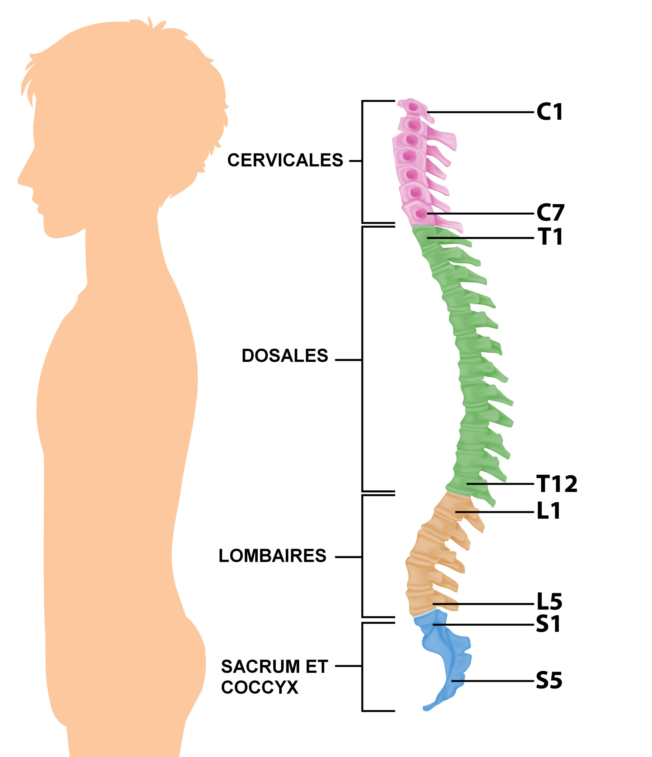 Colonne vertébrale cervicales, dorsales, lombaires, sacrum et coccyx